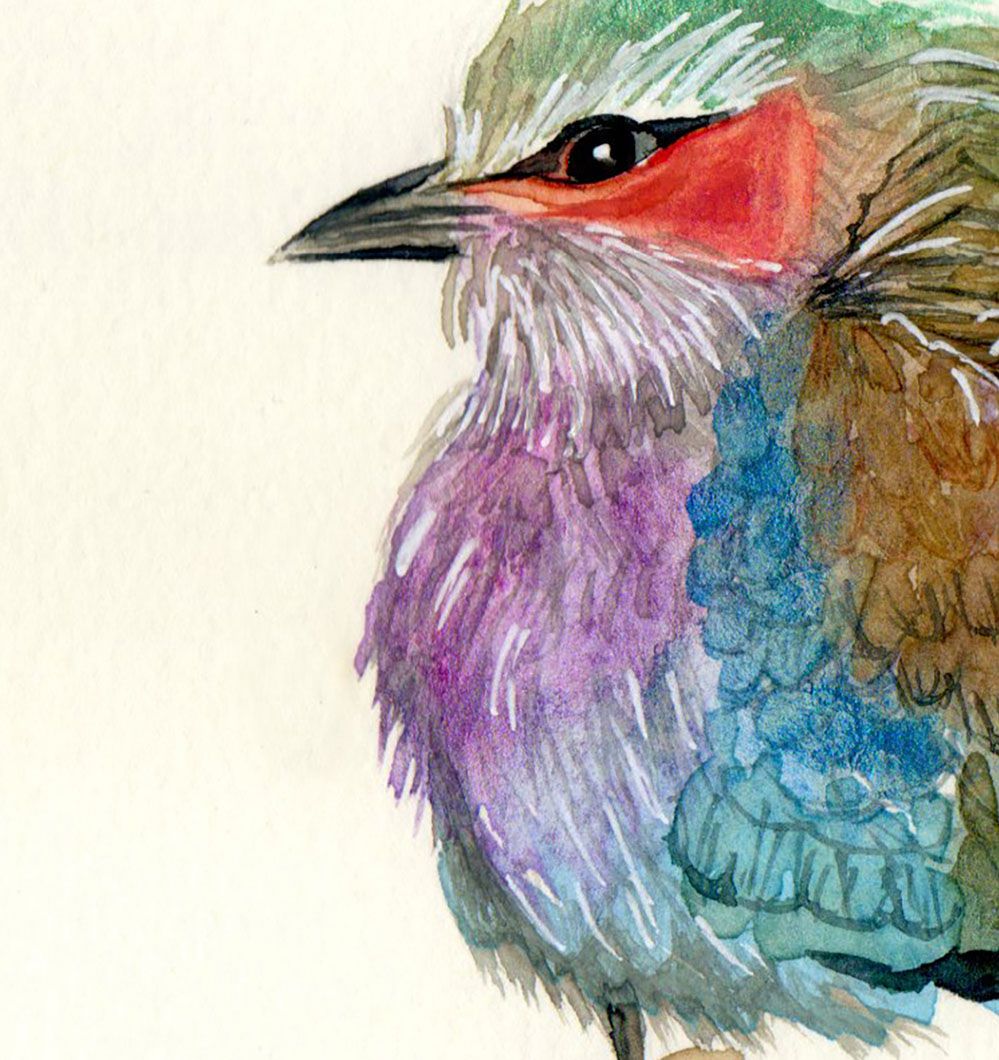 Carraca lila ilustración acuarela Yamtino detalle